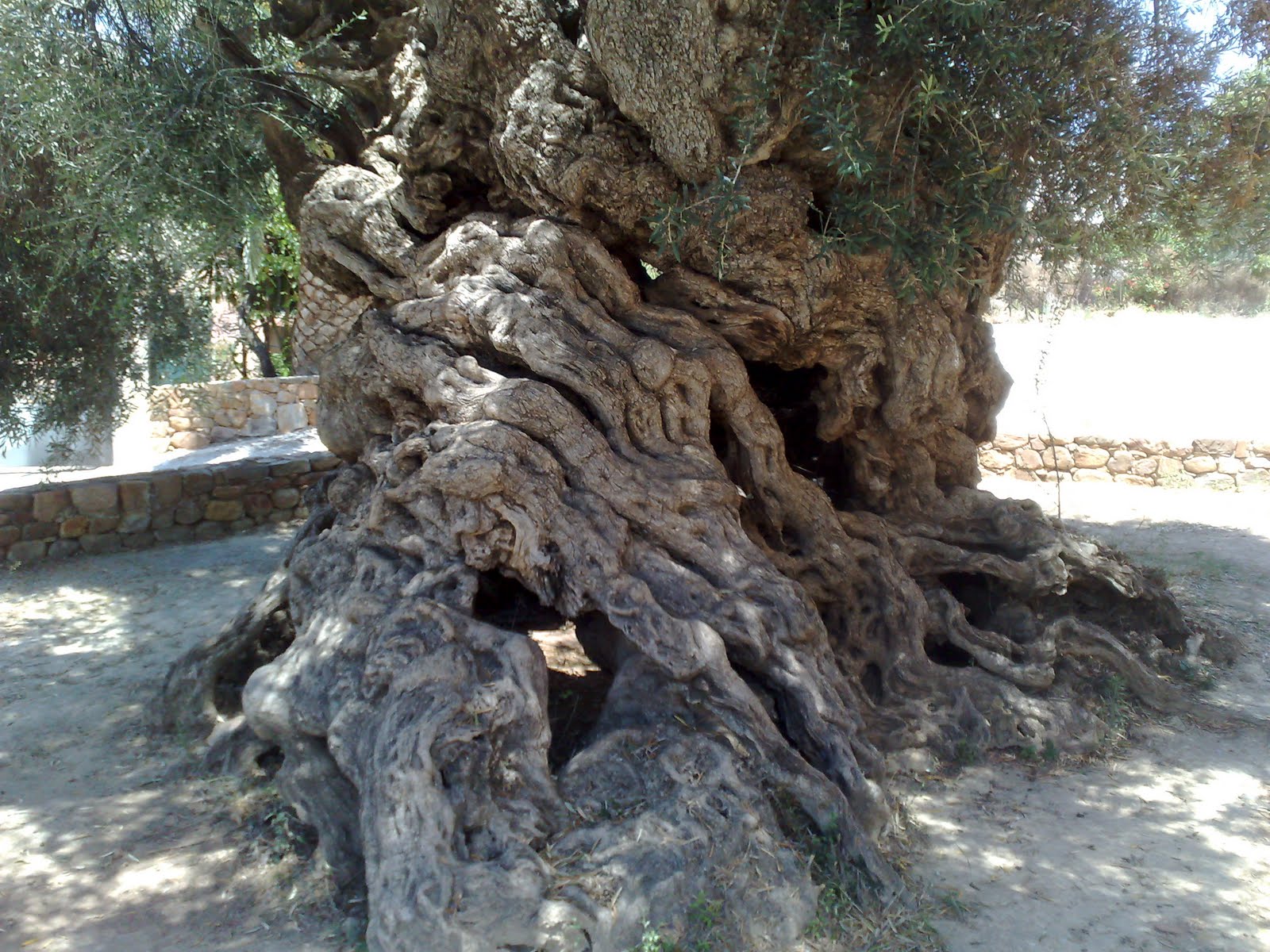 Κότινοι στις αποσκευές των Ελλήνων