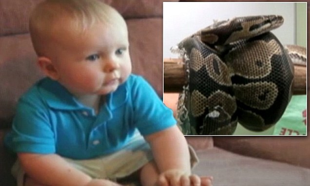 Πύθωνας επιτίθεται σε μωρό!