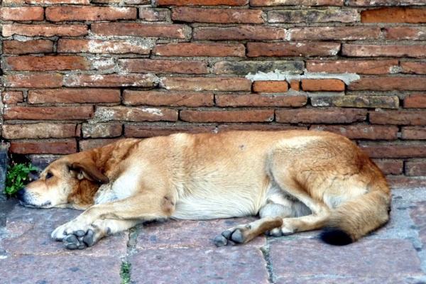 Σοκ-Τρώνε τα αδέσποτα