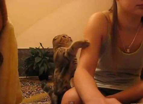 Η πιο χαδιάρα και επίμονη γάτα