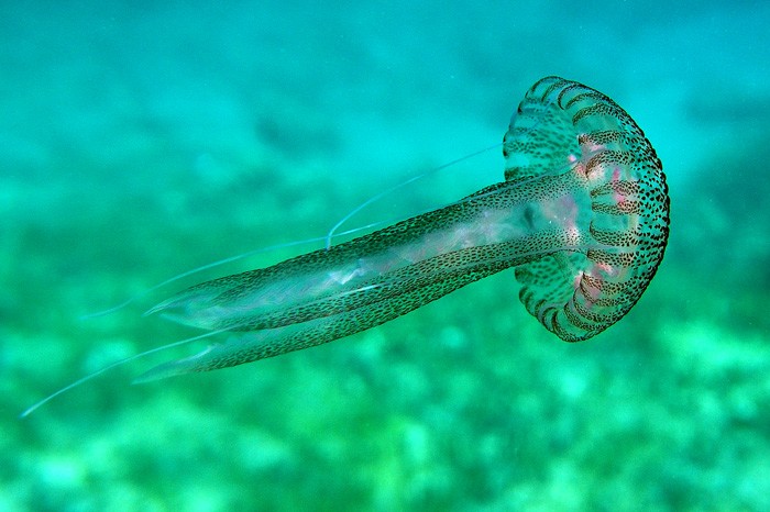 Γιατρέ με τσίμπησε τσούχτρα