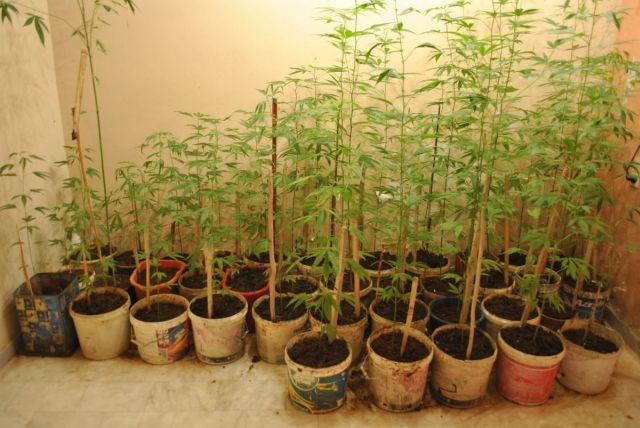 Σύλληψη για καλλιέργεια χασίς