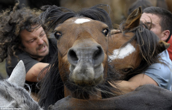 Άλογα εναντίον ανθρώπων