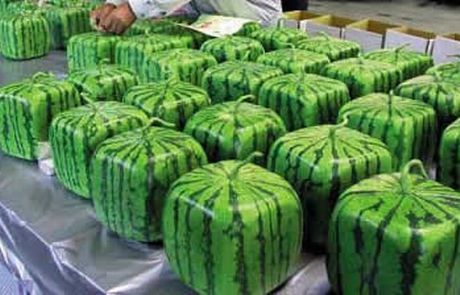 Δείτε τα τετράγωνα καρπούζια