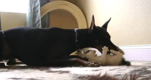 Πίσω, “γατάκι” ντόμπερμαν