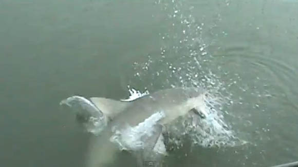 Νεκρός από επίθεση καρχαρία