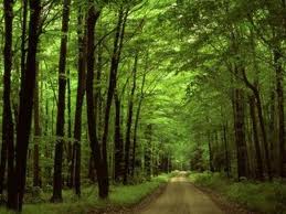 Απαγόρευση στον Ταΰγετο