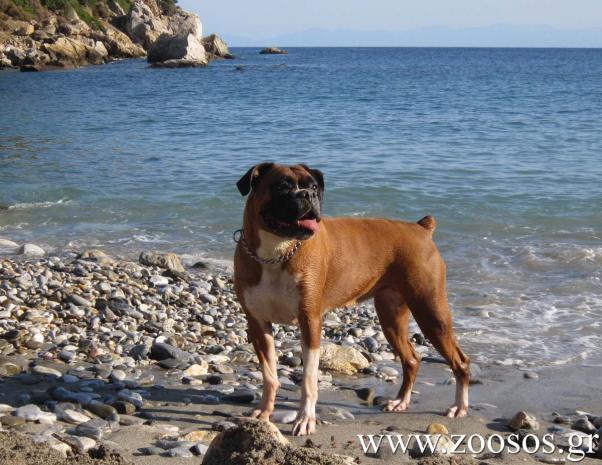 Ρίχνουν φόλες σε ζώα