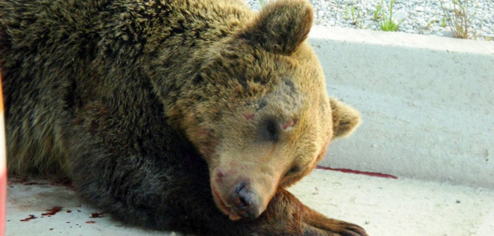 Θύμα τροχαίου άλλη μια αρκούδα