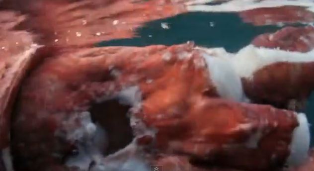 Το καλαμάρι που λατρεύει το σεξ