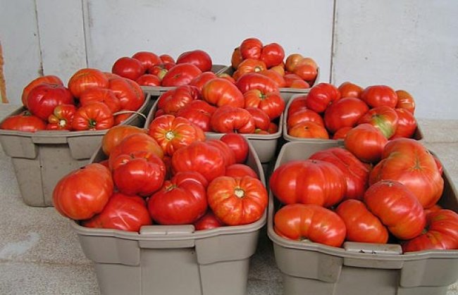 Μοίρασε 3 τόνους ντομάτας