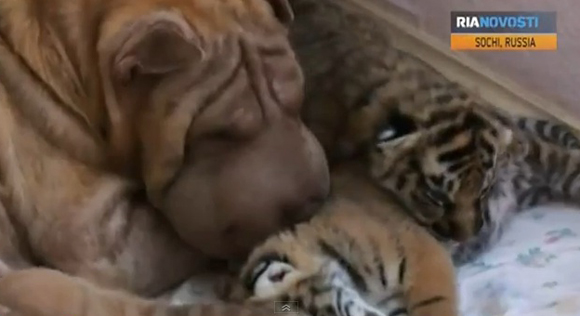 Σκύλος θηλάζει τιγράκια!