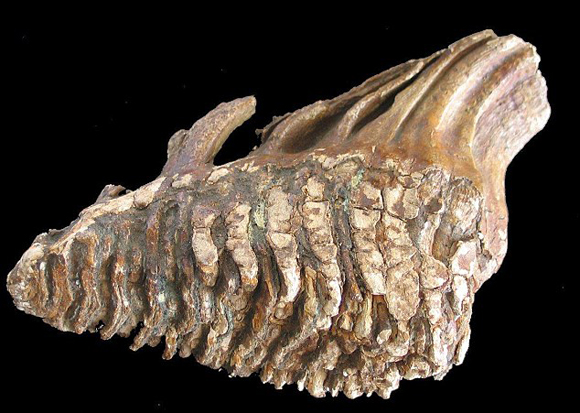 Απολίθωμα - εύρημα των καταδύσεων που αποδεικνύει την ύπαρξη μαμούθ