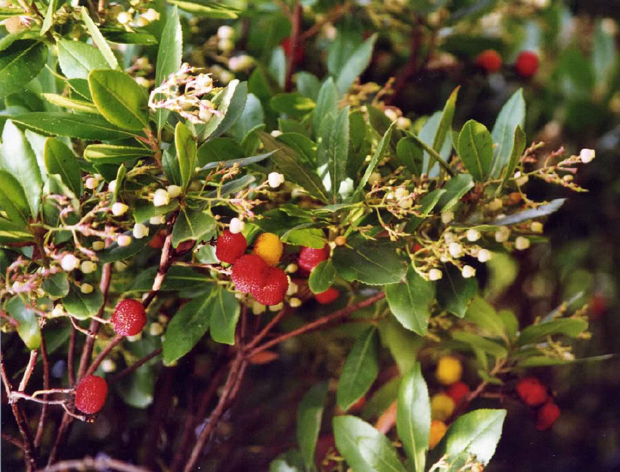 Άργυρος από φύλλα κουμαριάς!