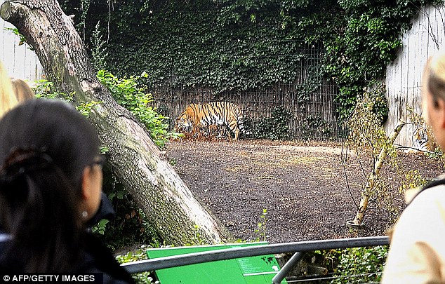 Τον κατασπάραξαν οι τίγρεις…