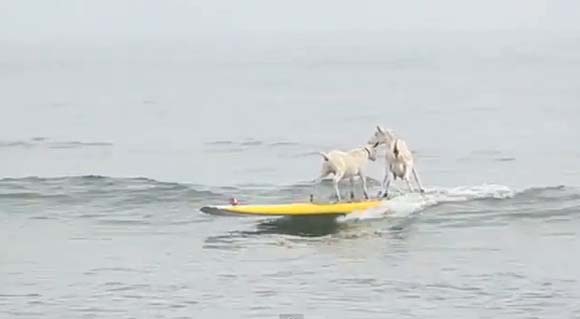 Κατσίκες… 5-0