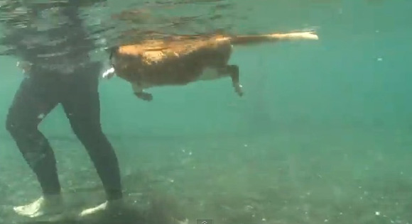 Μια γάτα στον ωκεανό