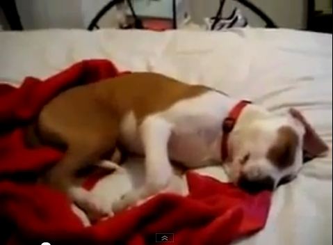 Ο σκύλος που γελάει στον ύπνο του