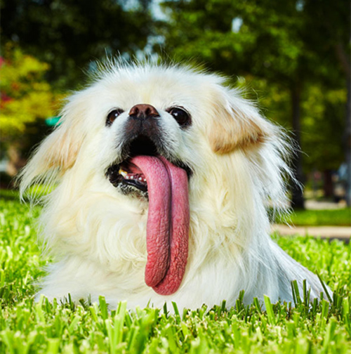 Ο σκύλος με τη μεγαλύτερη γλώσσα