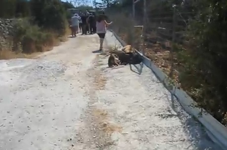 Βίντεο- Μαζική δηλητηρίαση ζώων