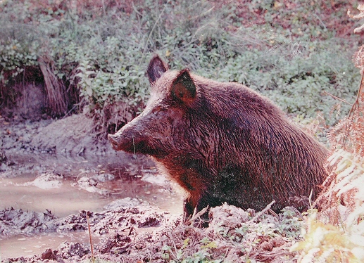 Σέρρες-Κυνηγούν αγριογούρουνα