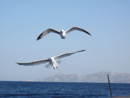 Συγγενείς από τη…μυρωδιά!