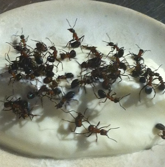 Γκουρμέ κουζίνα με μυρμήγκια;