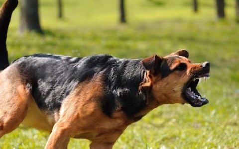 Ο σκύλος… δαγκώνει στην τσέπη