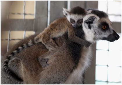 Οι λεμούριοι εκπέμπουν SOS