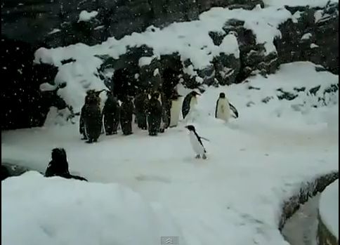 Έδωσαν ecstasy σε πιγκουίνο…