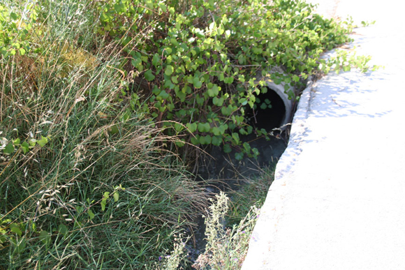 Ο Δήμος κατά του Ιπποδρόμου