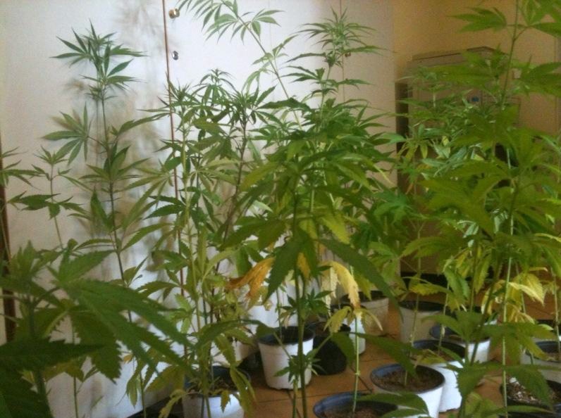 Καλλιεργούσε χασίς στο μπαλκόνι