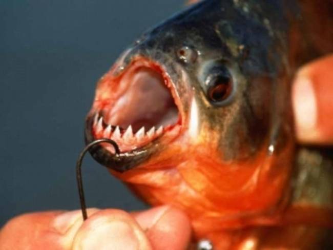 Επικήρυξαν πιράνχας!