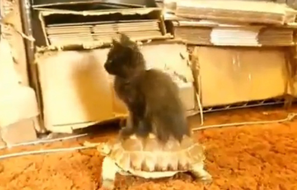 Βόλτα πάνω στη χελώνα