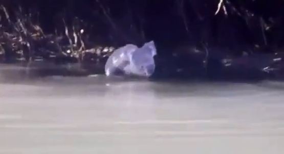 Κι όμως, τα κοάλα κολυμπούν!