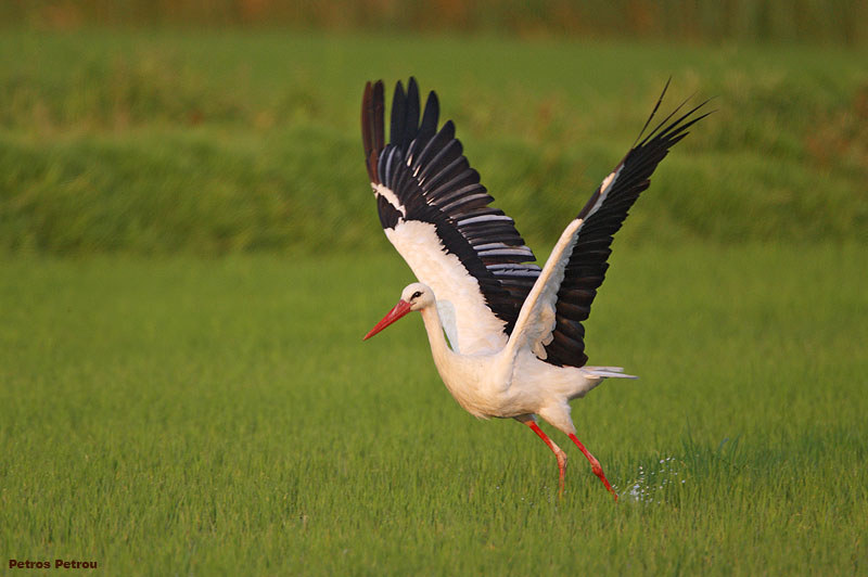 Άνοιξαν ξανά τα φτερά τους