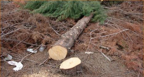Τον καταπλάκωσε δένδρο