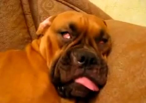 Ο εφιάλτης του σκύλου