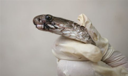 Δάγκωσε την κόμπρα!