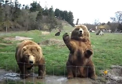 Η πιο φιλική αρκούδα…