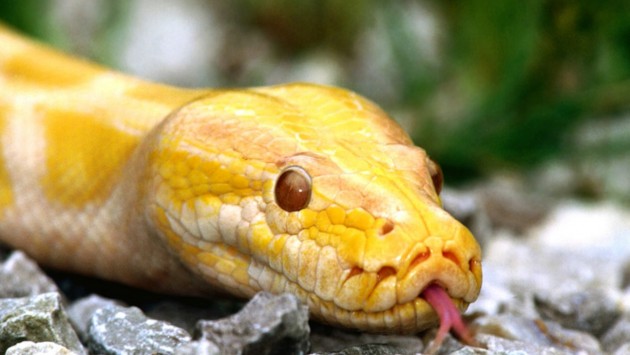 Στον εισαγγελέα για… τον πύθωνα