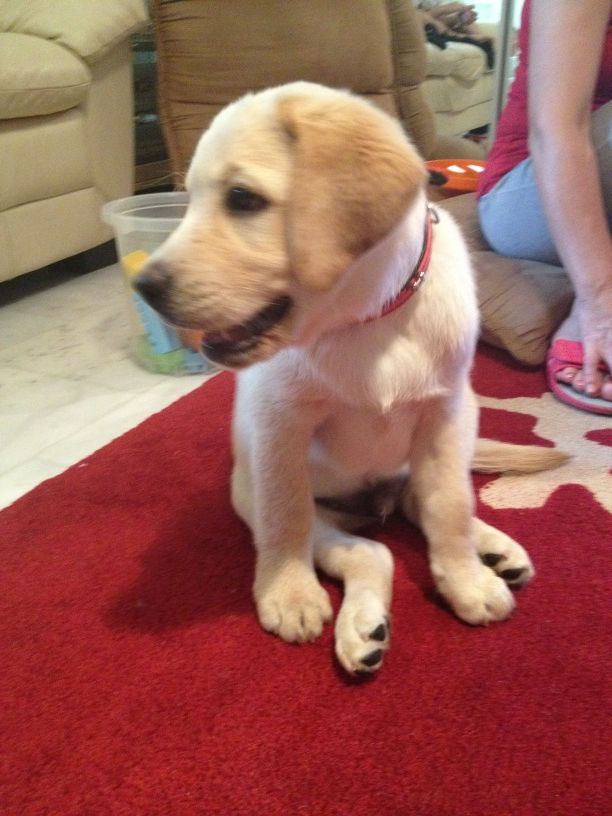 Να σου ζήσει Άδωνι