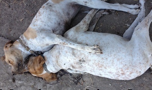 Δηλητηρίασαν σκυλιά