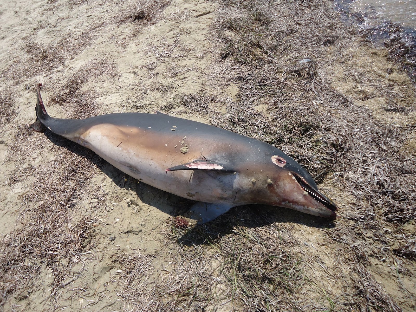 Βρέθηκε νεκρό δελφίνι