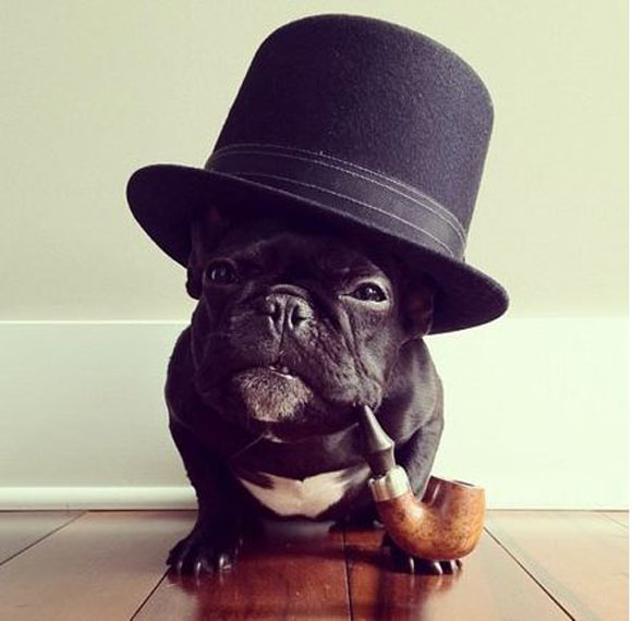 Ο πρώτος χίψτερ σκύλος