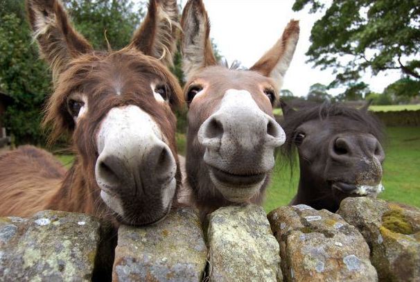 Τα γαϊδούρια της… ΔΕΗ