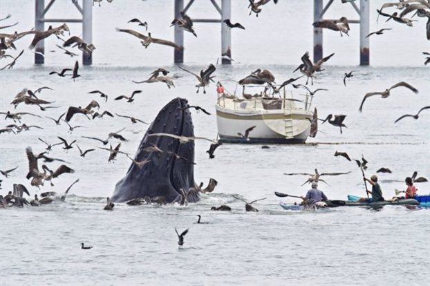 Οι γλάροι απειλούν τις φάλαινες