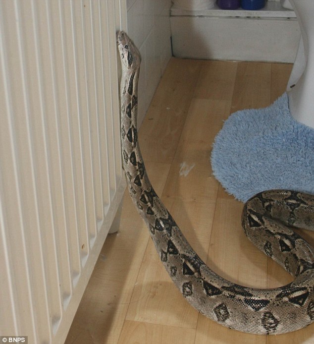 Ένας βόας στο μπάνιο της