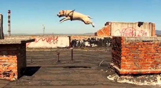 Σκύλος κάνει παρκούρ!