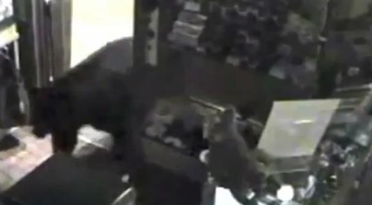 Μια αρκούδα σε ζαχαροπλαστείο